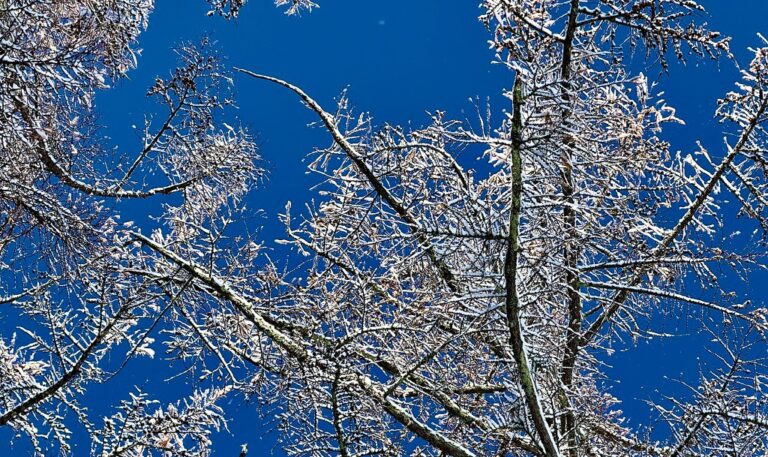 【冬キャンプ入門プラン】